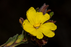 Hibbertia sericea