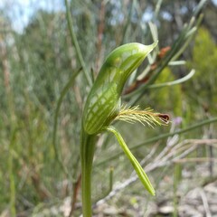 Pterostylis plumosa