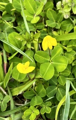 Arachis
