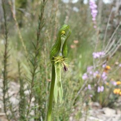 Pterostylis plumosa