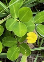 Arachis