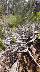 Pterostylis plumosa