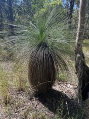 Xanthorrhoea johnsonii