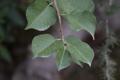 Prunus mahaleb