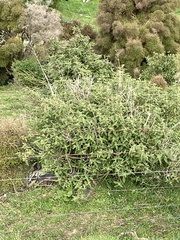 Urtica ferox