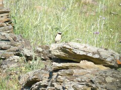 Oenanthe hispanica