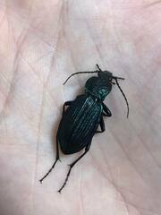 Carabus exaratus