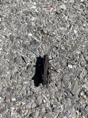 Psophus stridulus