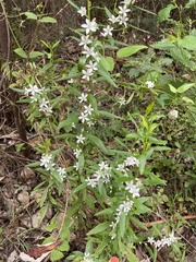Crowea angustifolia