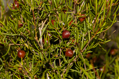Dodonaea hexandra