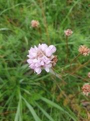 Armeria maritima
