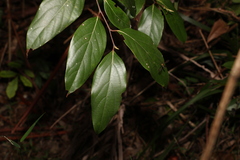 Cryptocarya rigida