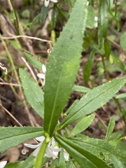 Crowea angustifolia