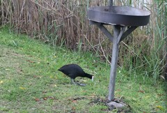 Fulica cristata