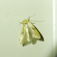 Stathmopoda auriferella