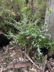 Crowea angustifolia