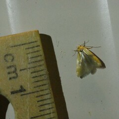 Stathmopoda auriferella
