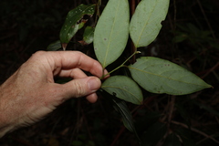 Cryptocarya rigida