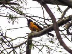 Icterus icterus