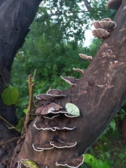 Hexagonia