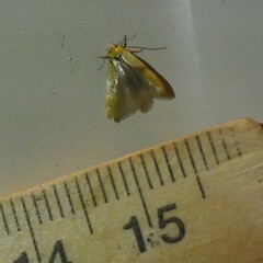 Stathmopoda auriferella