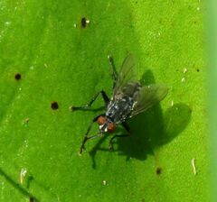 Oestroidea