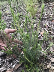 Melichrus urceolatus