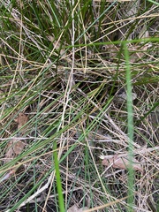 Chorizandra cymbaria