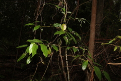 Cryptocarya rigida