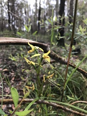 Diuris sulphurea