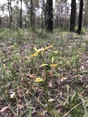 Diuris sulphurea