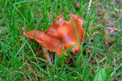 Agaricomycetes