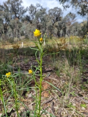 Xerochrysum viscosum