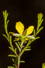 Hibbertia devitata
