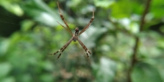Argiope dang