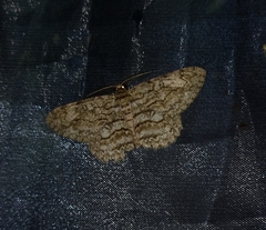 Hypomecis transcissa