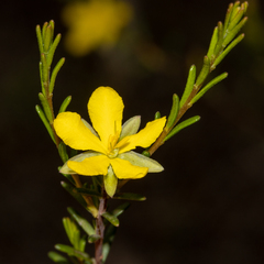 Hibbertia devitata