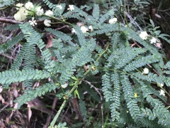 Acacia pentadenia
