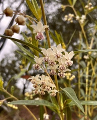 Gomphocarpus