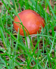 Agaricomycetes