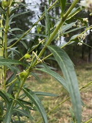 Gomphocarpus