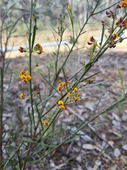 Daviesia leptophylla