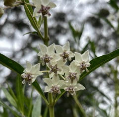 Gomphocarpus