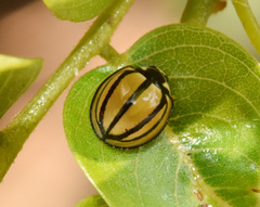 Cheilomenes propinqua