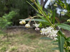 Gomphocarpus