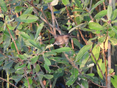 Acrocephalus palustris