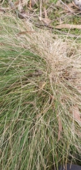 Poa labillardierei