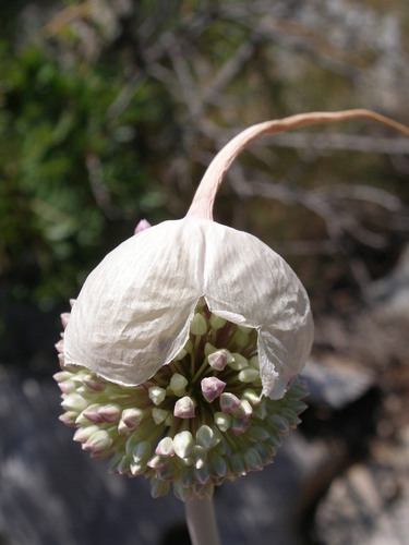 Aglio delle isole
