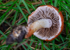 Agaricomycetes