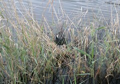 Fulica cristata